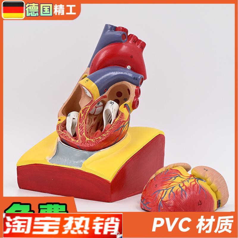 德国】1:1人体心脏解剖模型B超彩超心脏模型拆卸医学自Y然大心脏
