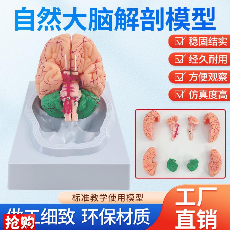 1:1大脑功能i分区模型脑模型医学脑模型皮层分区可拆医学示教模型