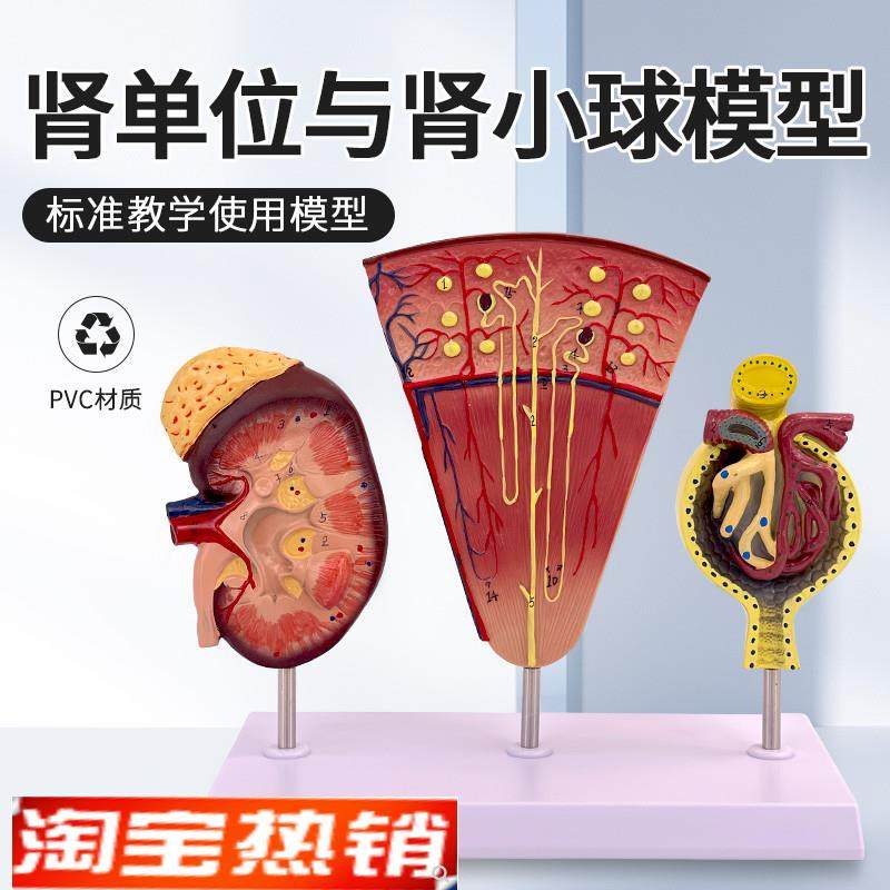 肾与肾单位肾小球模型人体肾模型G肾脏模型肾脏解剖模型肾科