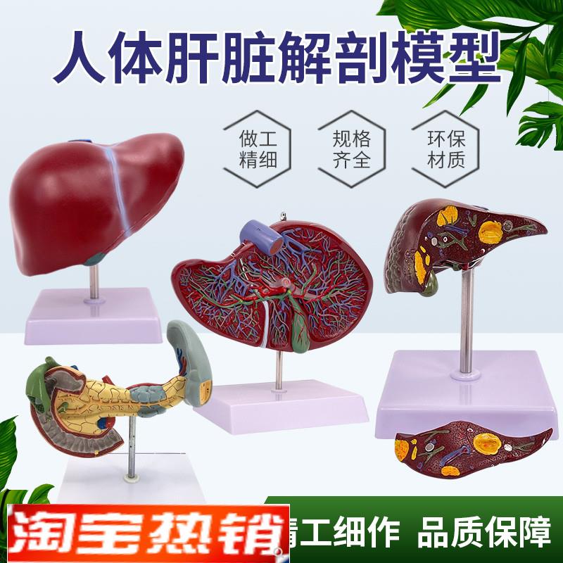 医学仿真人体肝脏解剖模型肝门胆A囊胆管结构消化系统器官演示教