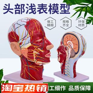 人体头骨带肌肉神经p血管模型型美容面部神经微整形医学解剖