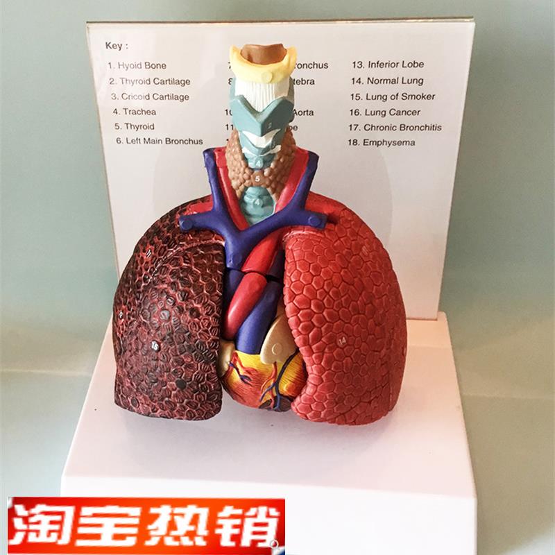 人体喉心肺肺脏模型心脏喉管气管淋巴结K医用胸外科教学厂家直销