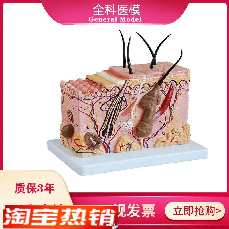 皮肤结构放大模型中型组织层y次立体构造微整形美容医教学模具