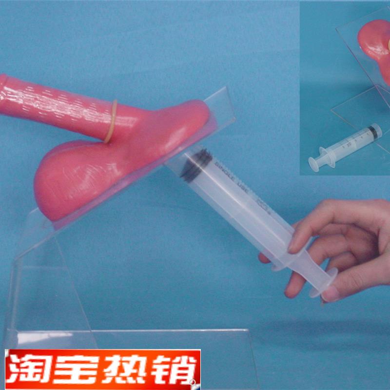 包邮男性保d护套实习演示模型男性生殖系统计生保健教学医用讲解