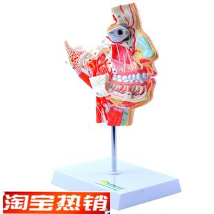 ENOVO颐诺人体头面部血管神经解剖模型头部结构T上下颌骨三叉神经