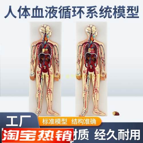 人体血液循环f系统模型全身内脏器官解剖教学教具心脏血管演示模