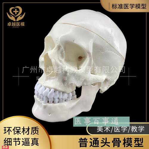 人体头骨模型头骨骷髅关节仿古头科教标本神经科脑外科模具