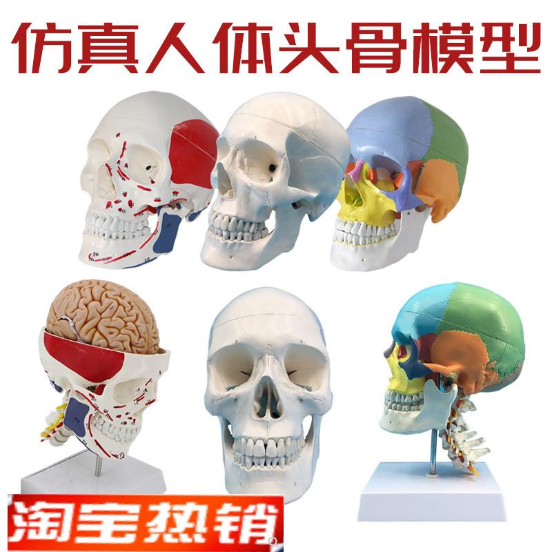 成人11头颅骨解剖标本医学仿真人体头骨模型可拆Y卸彩色骷髅头