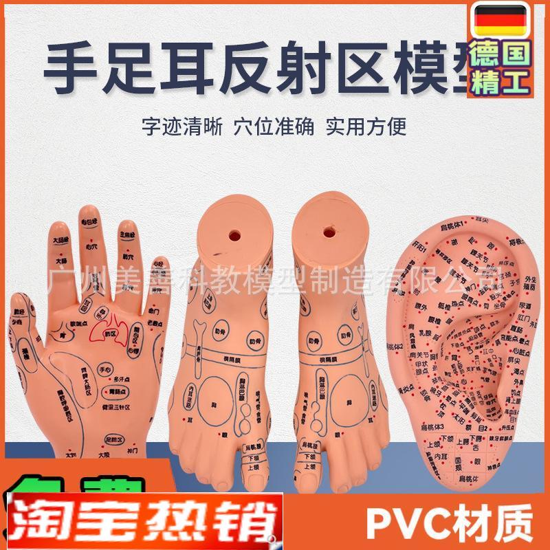 脚穴位模型足部底耳模耳r朵手经络手部推拿针灸足底脚模反射模型