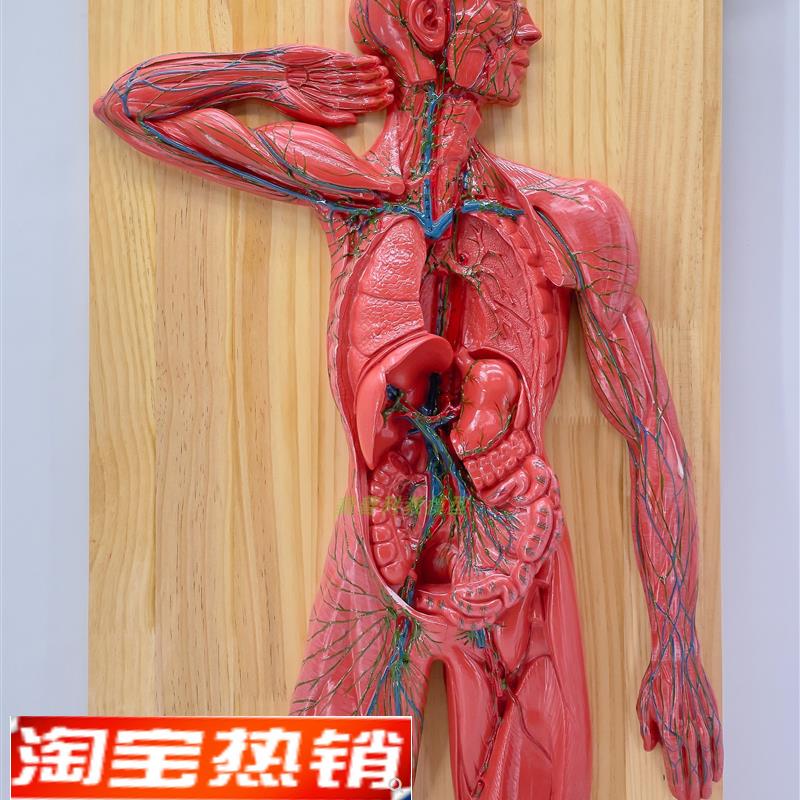 医学人体淋巴系统解剖模型免疫系统胸腔外科心脏消化Y器官演示教
