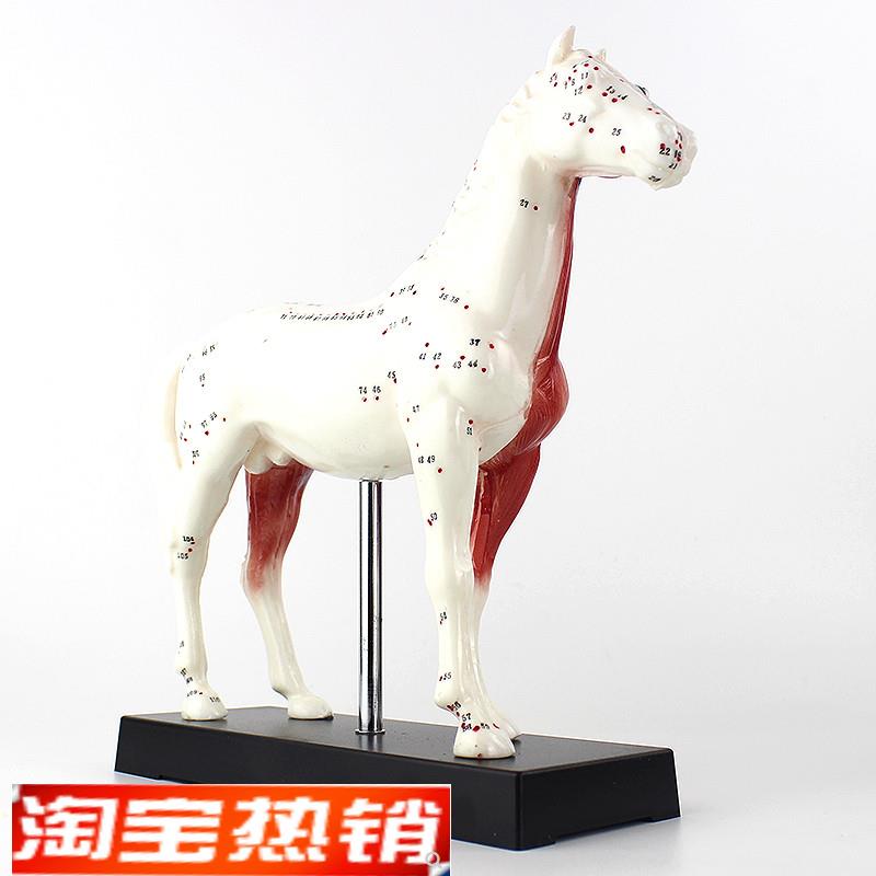 ENOVO颐诺马针灸模型动物解y剖模型宠物模型针灸腧穴模型马针灸穴