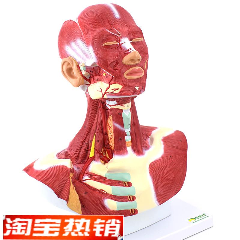 ENOVbO颐诺人体头面部肌肉解剖头颈胸模型艺用面部肌肉美术微整头