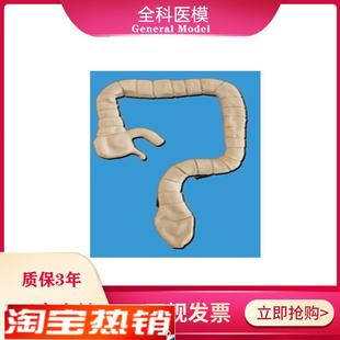 乙状结肠镜检查模型q大肠肠道病理检查模型教学示教模具