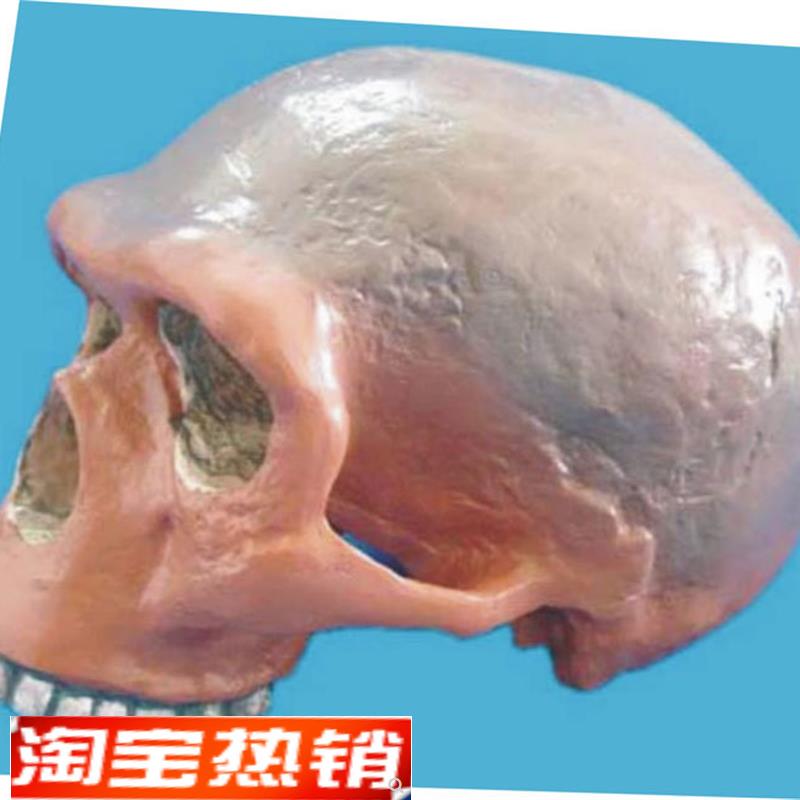 斯蒂恩尼头骨模型o骷髅头骨骼骨架模型医用教学模型