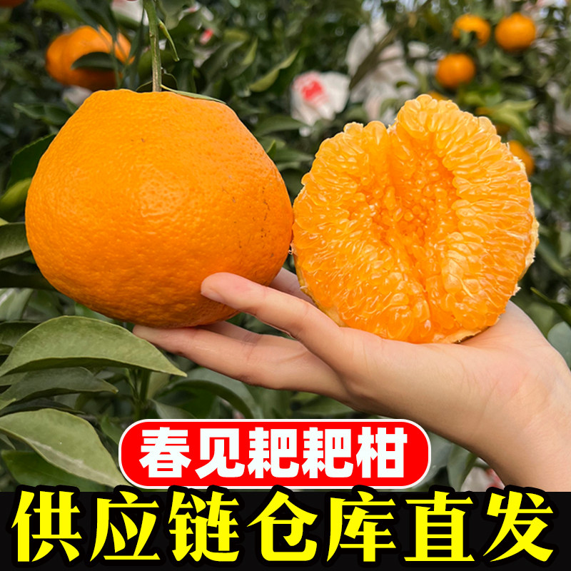 【新鲜采摘】正宗四川春见耙耙柑新鲜水果整箱包邮,水产肉类/新鲜蔬果/熟食,橙,淘宝优惠券,粉丝福利购,淘宝优惠卷