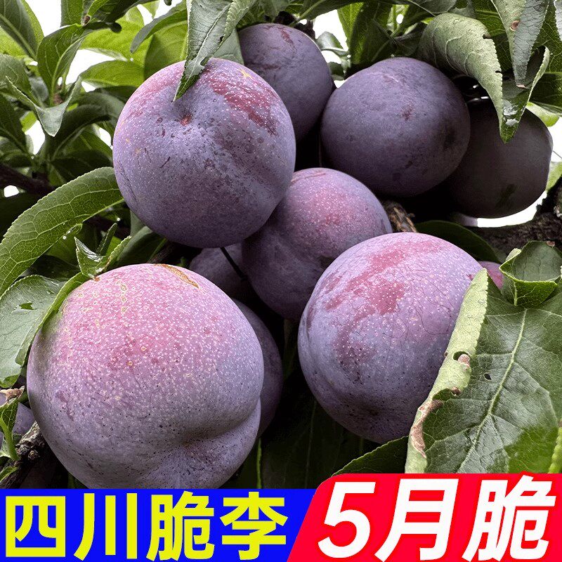 【五月脆】四川李子五月脆李子半边红应季水果黄肉脱骨非青脆李