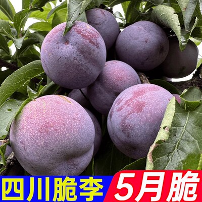 【五月脆】四川李子五月脆李子半边红应季水果黄肉脱骨非青脆李