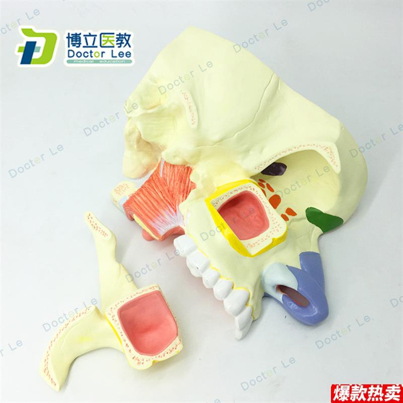 人体鼻腔解剖模型鼻n部医学鼻子模型耳鼻喉科模型鼻与鼻窦模型