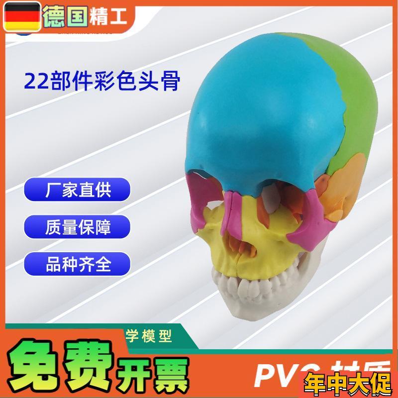 22部件拼装人体头骨模型彩色颅骨E解刨模型可拆解人体头骨模型