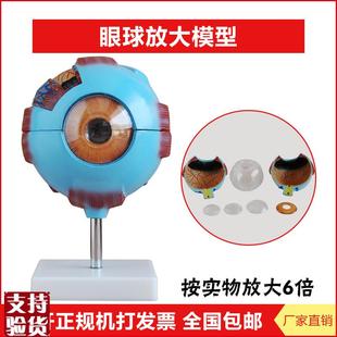眼球模型眼球放大模型人体w眼球结构造解剖模型展示教学教具医学