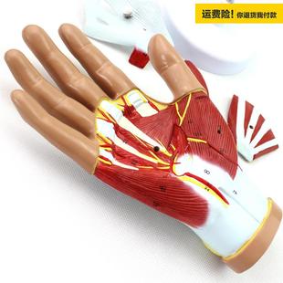 .ENOVO颐诺医学人体手部肌肉神经血管模型手关节手解剖人体解剖