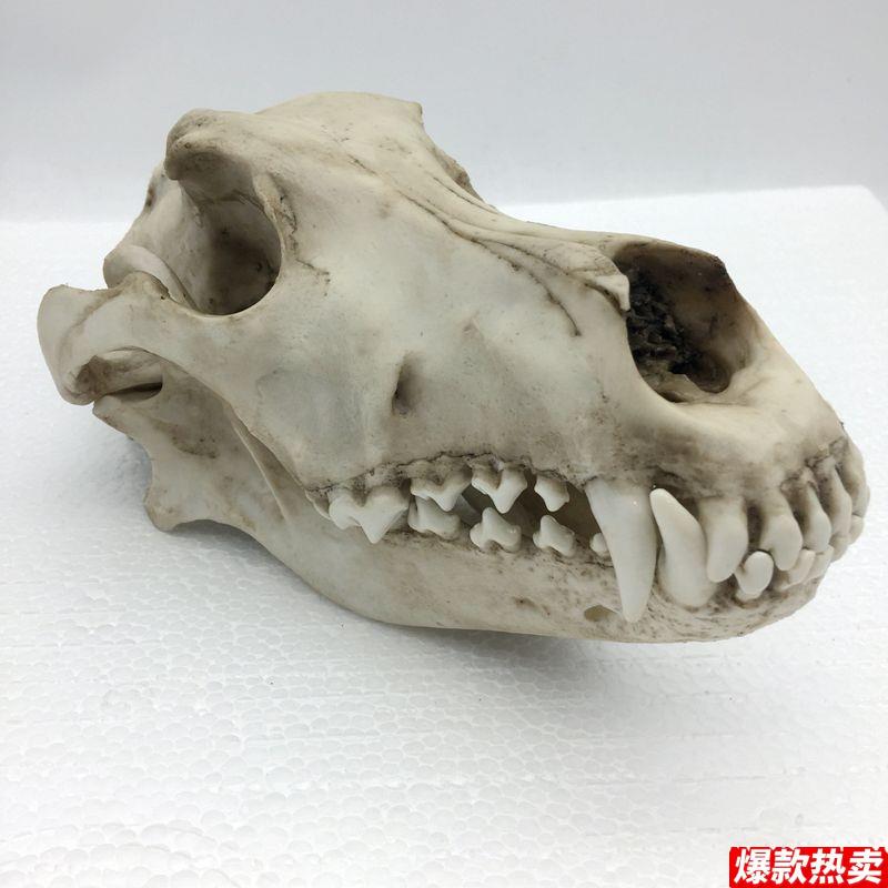 康泰模型狼头骨仿真标本艺术品收藏S动物医院兽医药狗骨髅牙齿口
