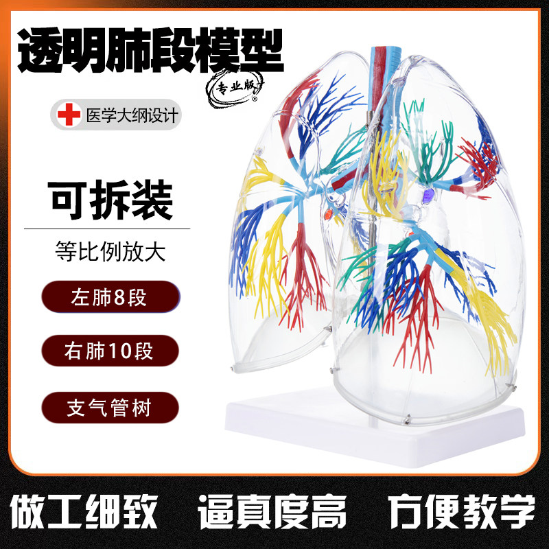 人体器官肺部模型透明肺段模型肺解支气管树O胸外科呼吸科教学模