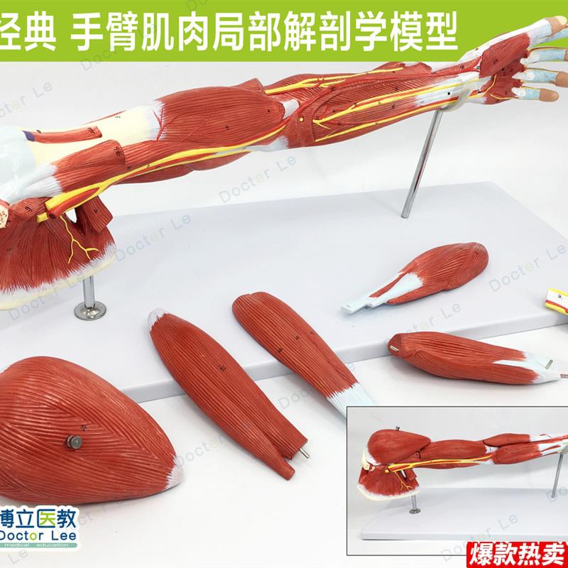 手臂肌上肢肌肉解剖血管神经人体运动b系统模型手肌肉模型医用美