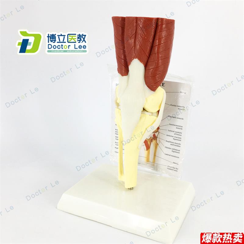医用教学模型人体膝关节肌肉模a型骨骼骨架模型