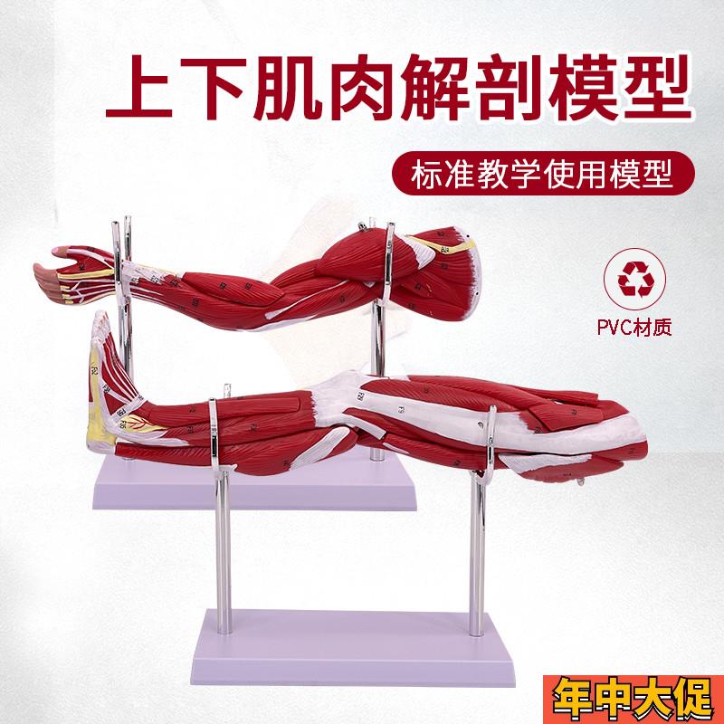 小型上下肢肌肉附血管神经模型手臂肌肉解剖人体肌T肉构造运动系