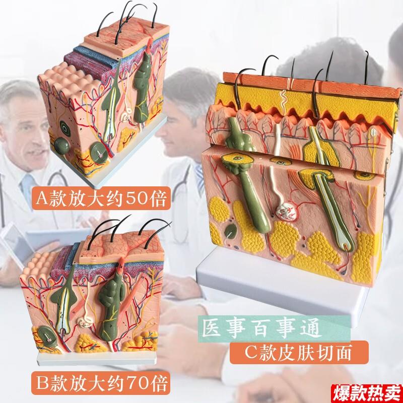 皮肤模型v人体皮肤结构模型皮肤层次构造皮肤放大解剖模型美容