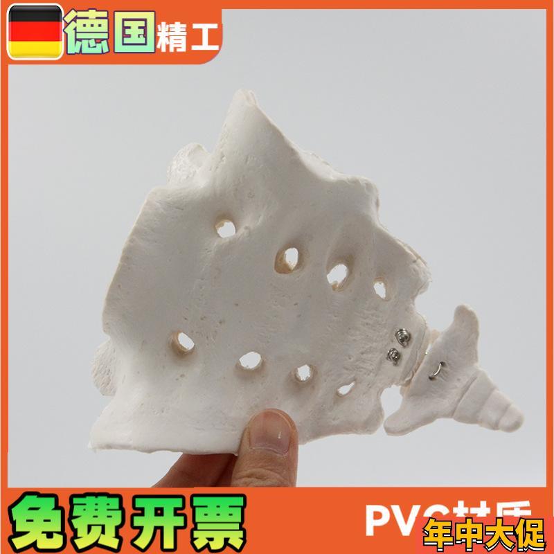 骶骨尾骨模型1j比1人体骨骼教学演示教具 解剖模型教学仪器骨架