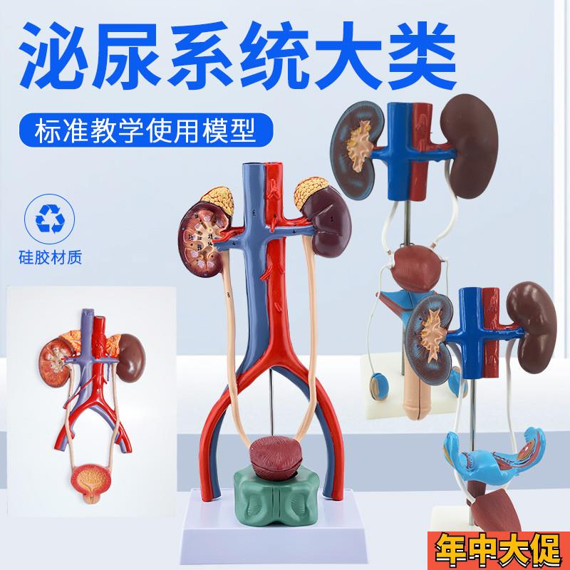 人体泌尿系统模型j 肾 输尿管 膀胱尿道模型 男女生殖泌尿科教具