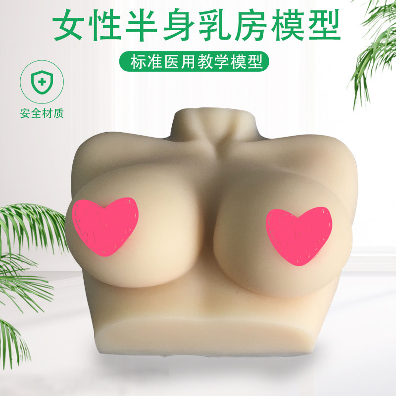 女性乳房b模型 仿真硅胶催乳师培训教学教具女性乳房模型 人体模