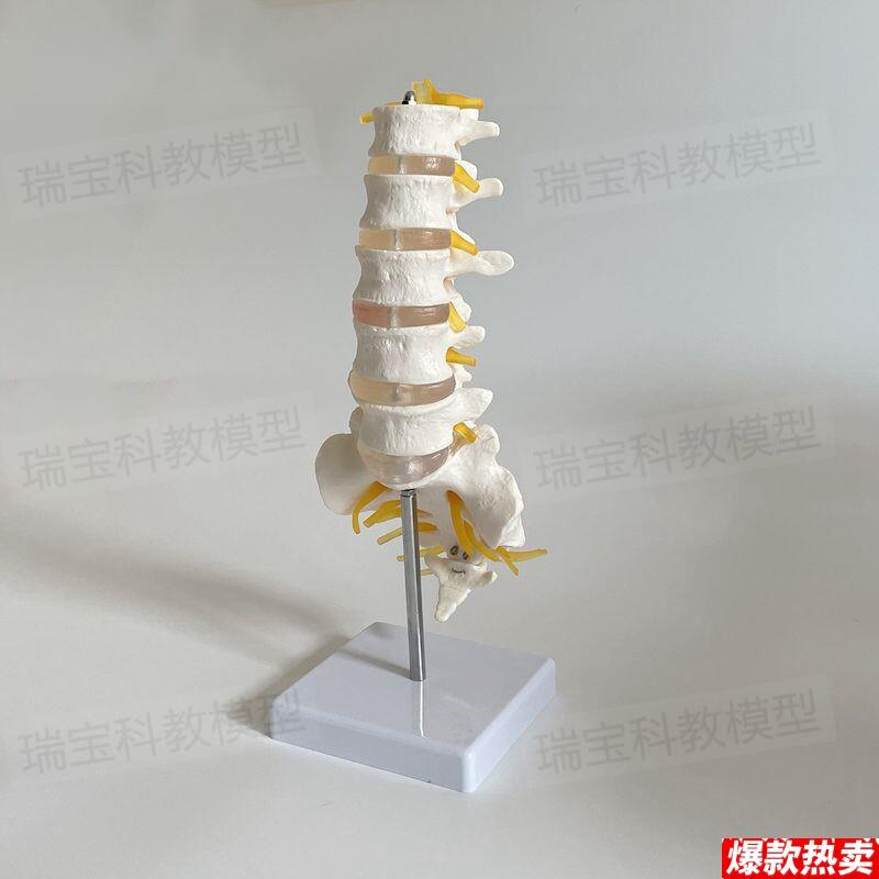 腰椎骨模型骶椎坐骨马尾x神经医用麻醉解剖教学正骨中医康复椎间