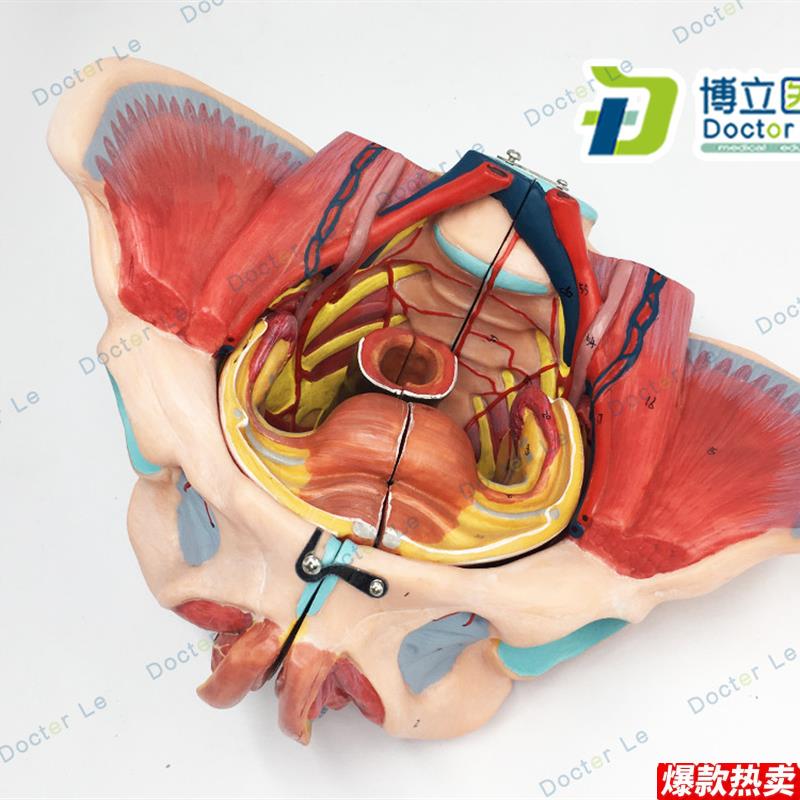 女性骨盆附盆底肌和神经模型带腰椎盆骨解k剖骨盆生殖器骼模型