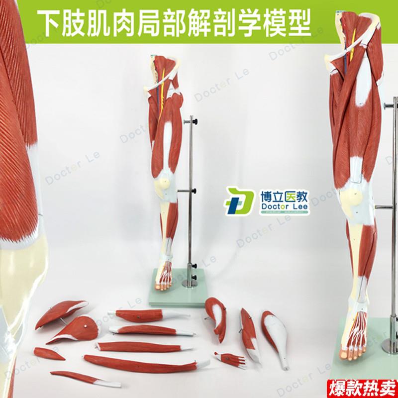 医学人体下X肢肌肉血管神经模型腿部运动系统医学人体解剖健身康
