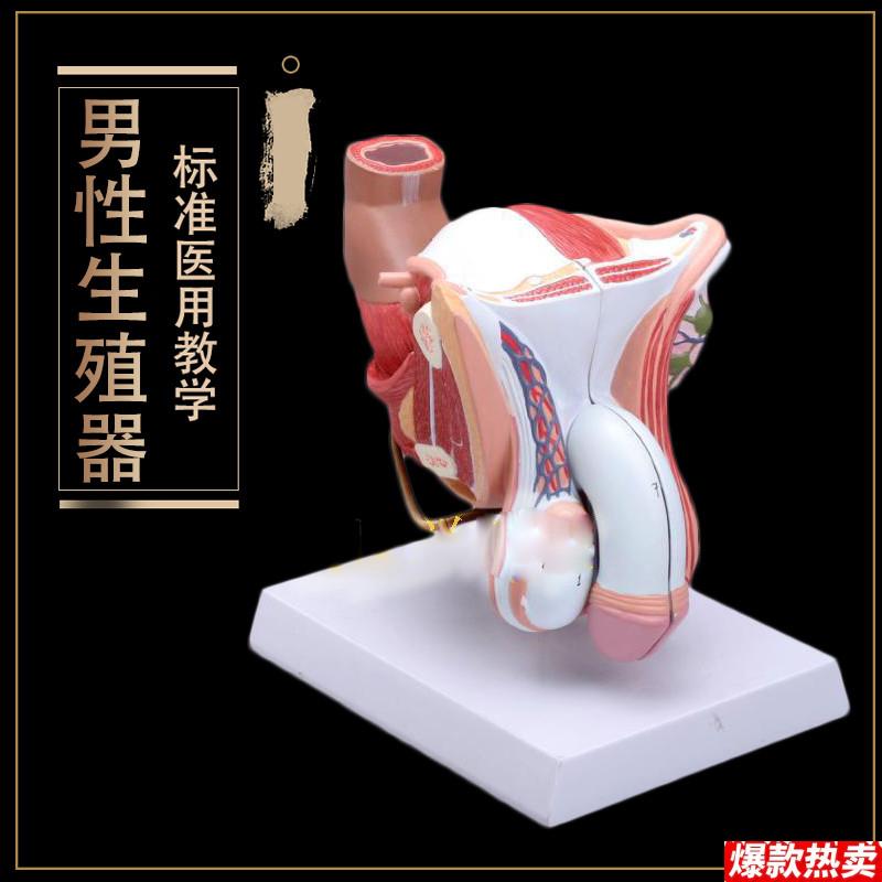 生殖器睾丸膀胱自然大L1:1男性男性生殖器层次解剖模型医用