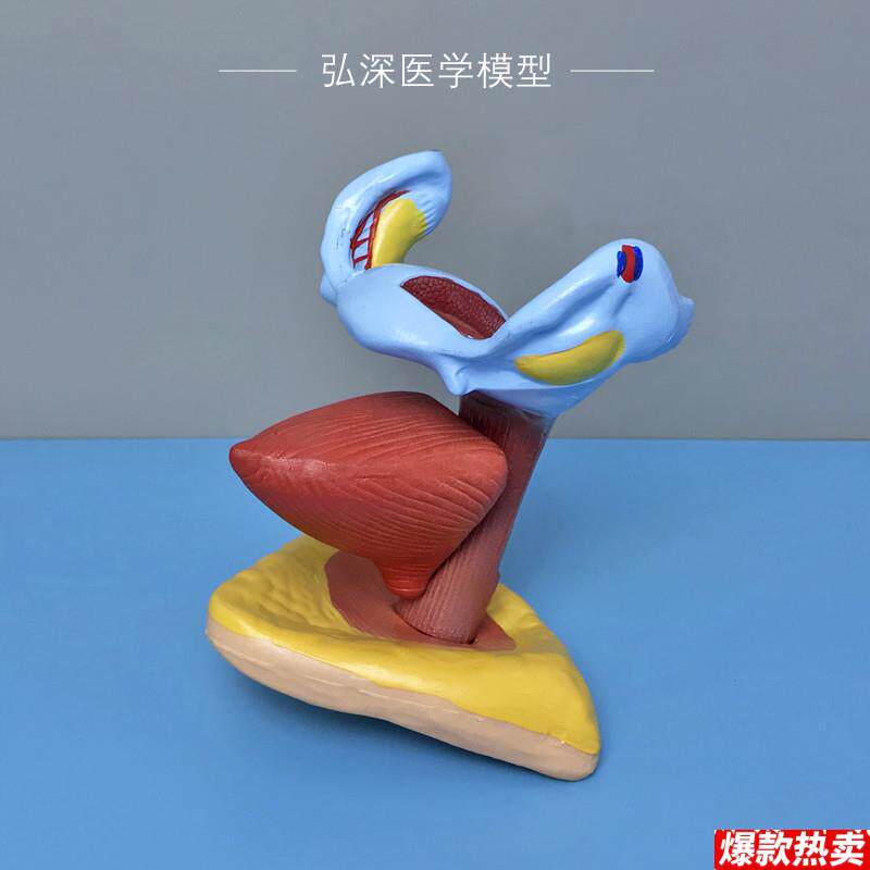 女性子宫膀胱模型人体生殖系b统解剖器官卵巢妇幼保健医学教学模
