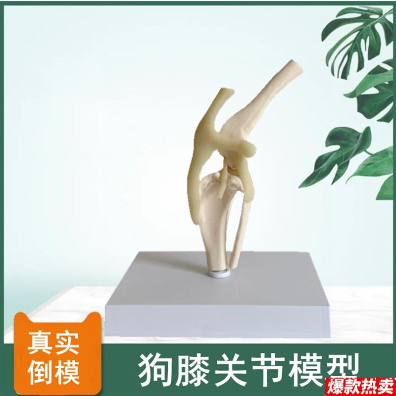 狗膝关节模型后肢带髌骨韧带仿c真塑胶骨头标本兽医药动物医院解