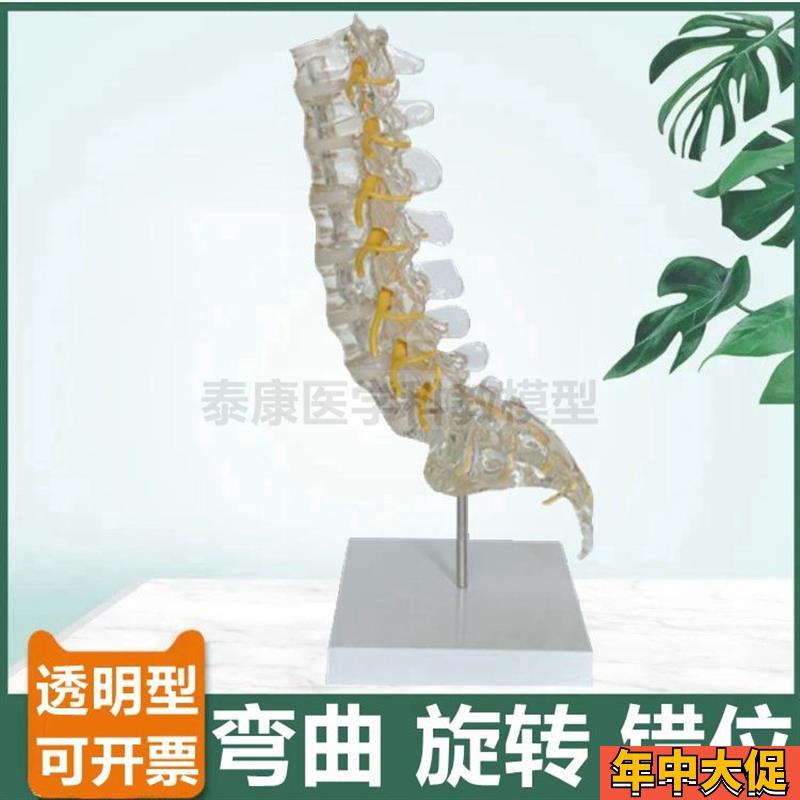 腰椎功能演示脊椎错位旋转侧x弯活动椎间盘透明脊柱瑜伽小针刀康