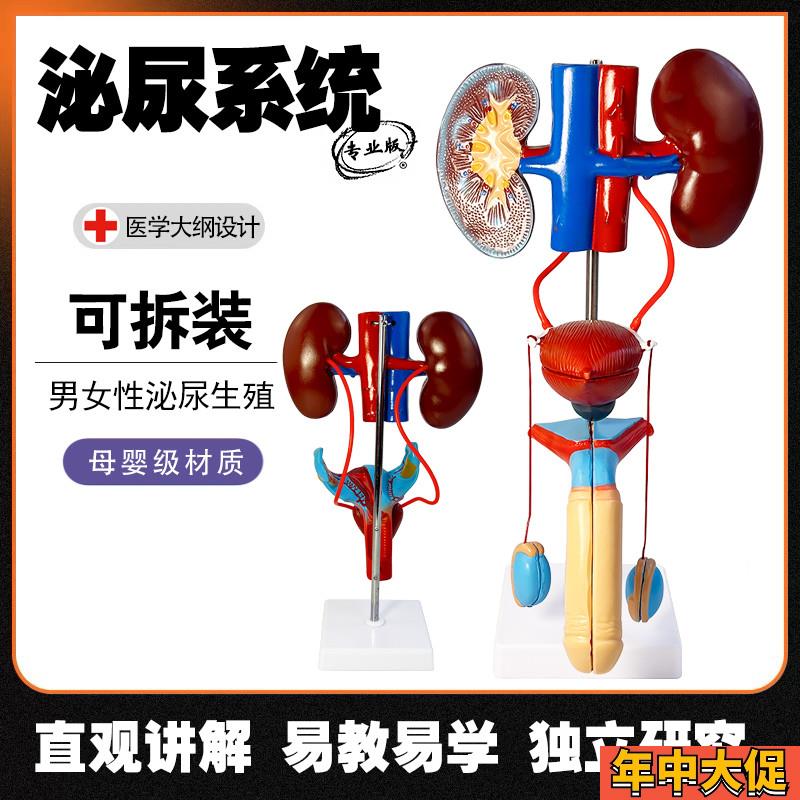 男女性生殖器官结构解剖模型可拆装人体泌尿系Q统肾脏子宫尿道模