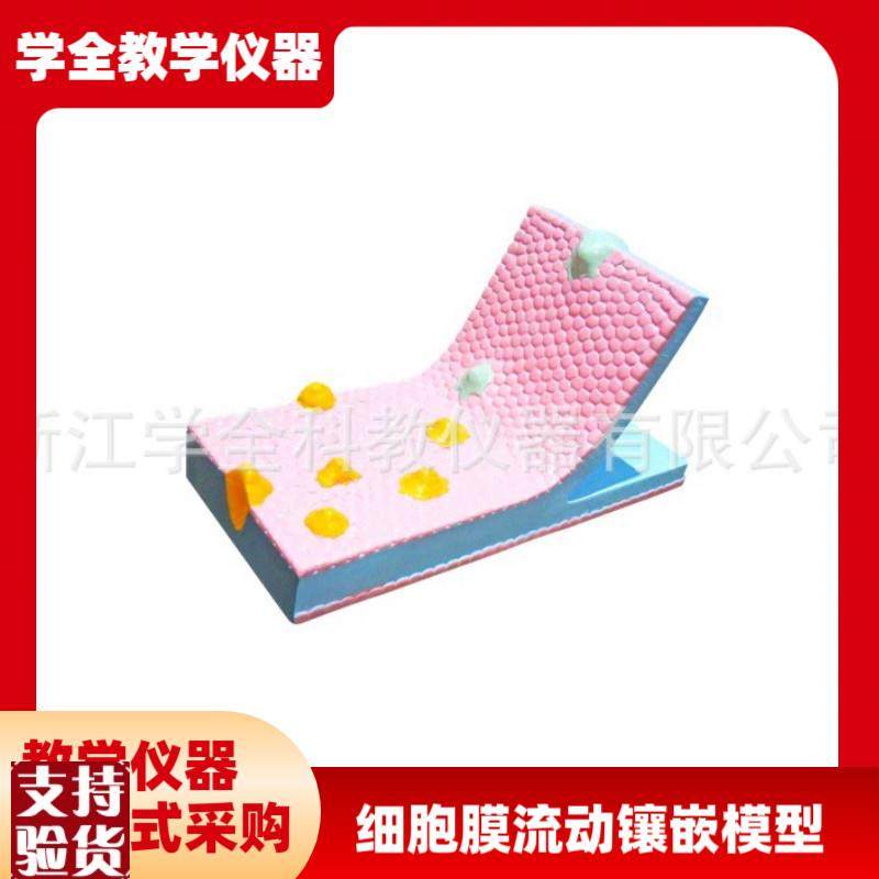 细胞膜流动镶嵌模型显微镜下细胞的结I构放大模型教学展示模型,文具电教/文化用品/商务用品,教学仪器/实验器材,淘宝优惠券,粉丝福利购,淘宝优惠卷