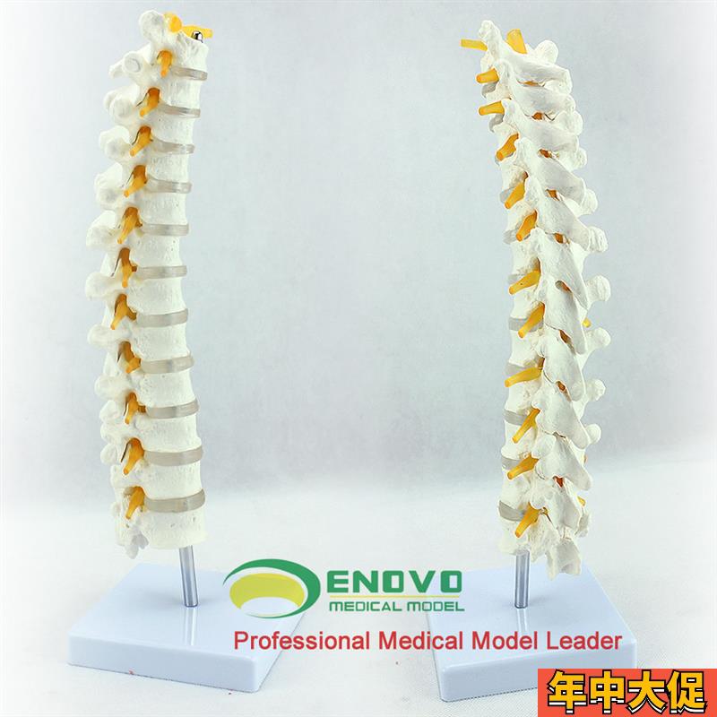 ENOVO医学g1:1人体胸椎模型脊椎腰椎颈椎胸椎正骨骨科骨骼模型