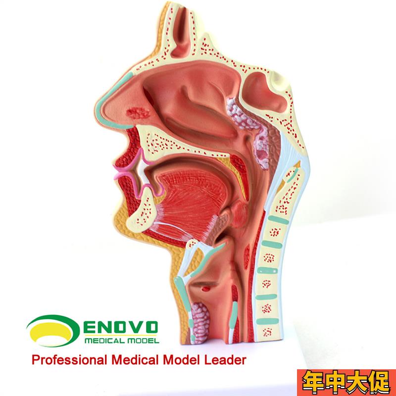颐诺正品人体鼻h腔咽喉解剖模型鼻咽腔病理模型耳鼻喉科医用模型