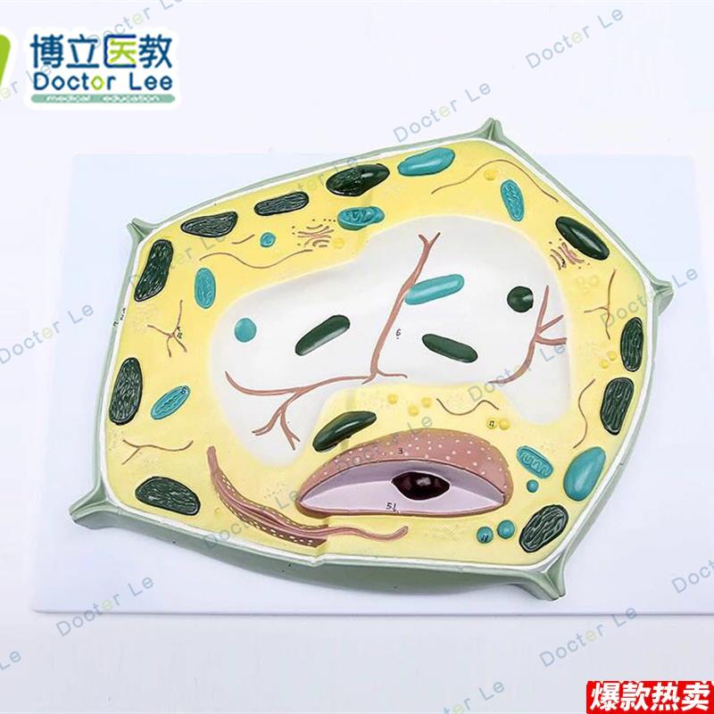 植物细胞模型科普益智模型细胞结p构模型生物教学解剖模型