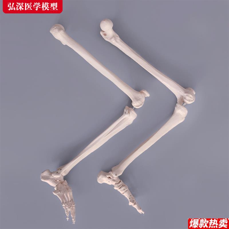 腿骨模型人体b下肢关节股骨胫骨腓骨脚掌骨骼结构医学教学教具模