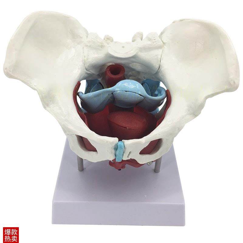 女性骨盆生殖器模m型女性盆腔结构女性骨盆及盆底肌肉模型,文具电教/文化用品/商务用品,模拟人,淘宝优惠券,粉丝福利购,淘宝优惠卷