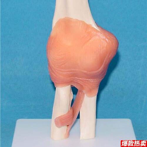 人体肘关节骨骼模型人体关节骨骼骨架模l型医用人体标本模型