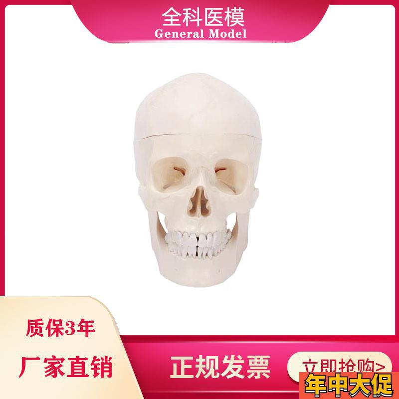 自然大頭骨模型人體頭顱骨標(biāo)本骨縫線I解剖結(jié)構(gòu)教學(xué)展示仿真骷髏
